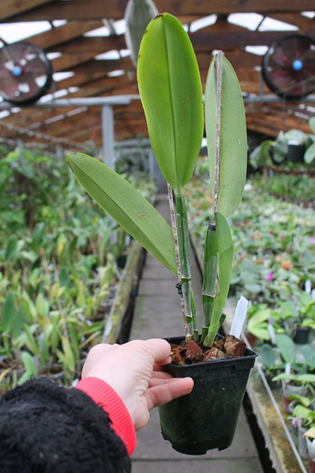 Cattleya maxima Ecuador.jpg