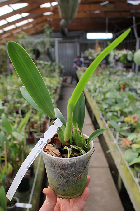 Schomburgkia superbiens alba x SELF.jpg