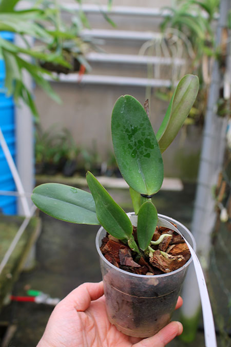 Cattleya warneri rubra 'Jetiba' x warneri escura 'Belezinha'.jpg