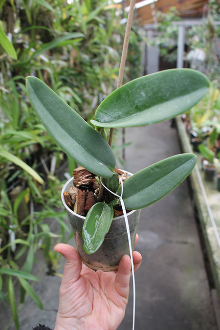 Cattleya warneri concolor 'Sao Gabriel' x warneri concolor 'E Colnago'.jpg