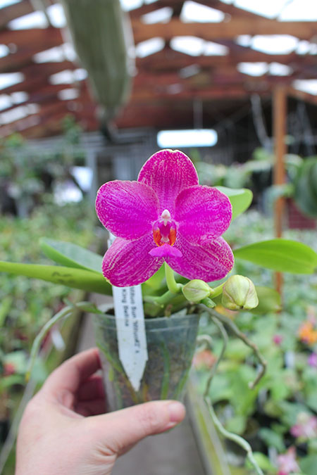 Phalaenopsis Mituo Sun 'Mituo#2' x Mituo King Bellina.jpg