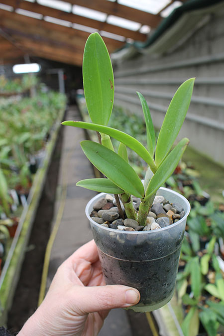 Cattlianthe Tiny Treasure 'Star Amethyst'.jpg