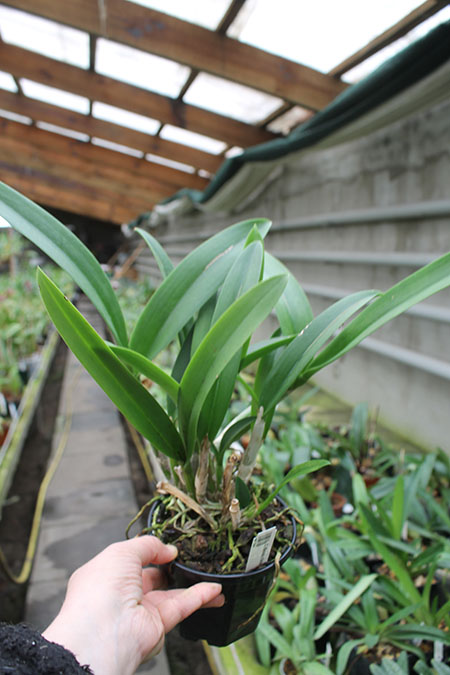 Cattleya Binosa x Schomburgkia rosea.jpg