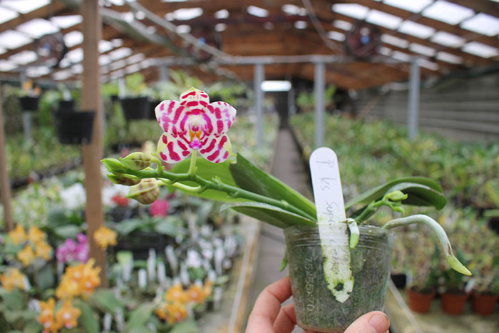 Phalaenopsis KS Super Zebra.jpg
