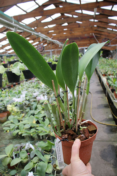 Brassolaeliocattleya Ports of Paradise x Brassolaeliocattleya Suan Puttan 'Pei'.jpg