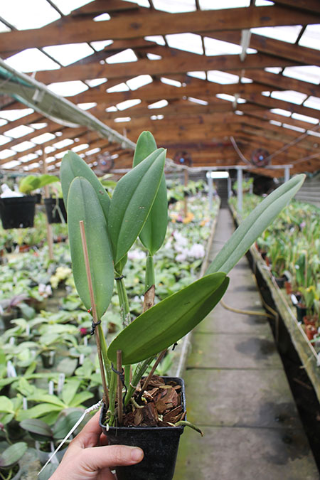 Brassolaeliocattleya Suzuki´s Golden Stipes.jpg