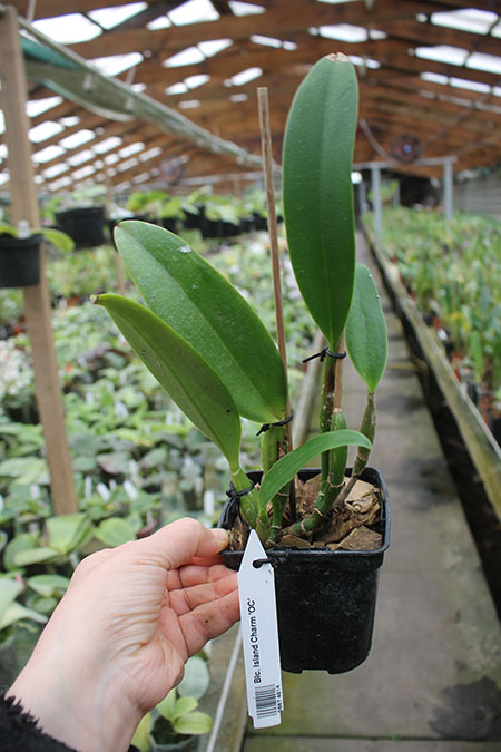 Brassolaeliocattleya Island Charm 'OC'.jpg