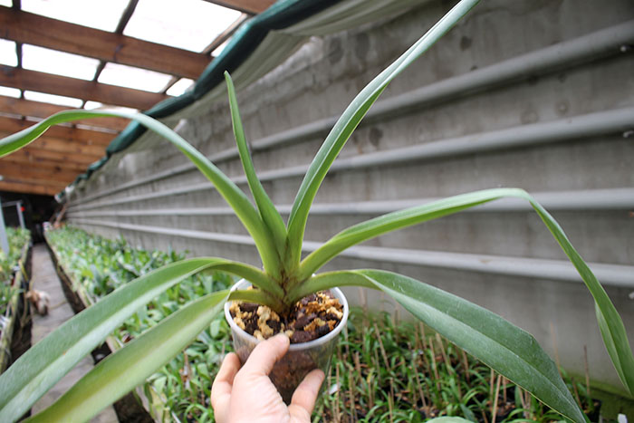 Paphiopedilum Julius Orchidfactory.jpg