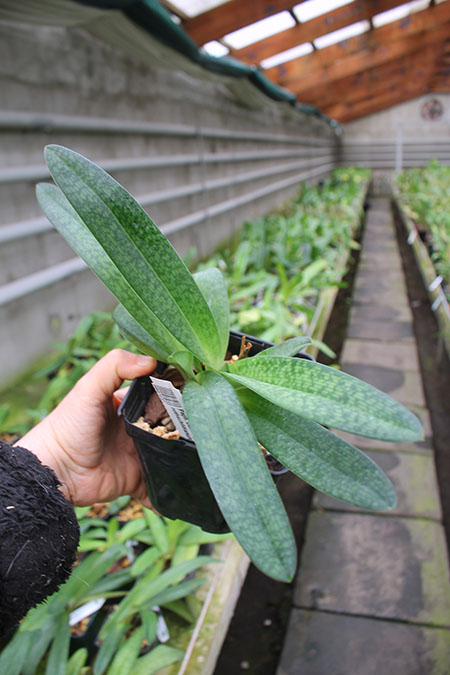 Paphiopedilum Delrosi (delenatii x rothschildianum).jpg