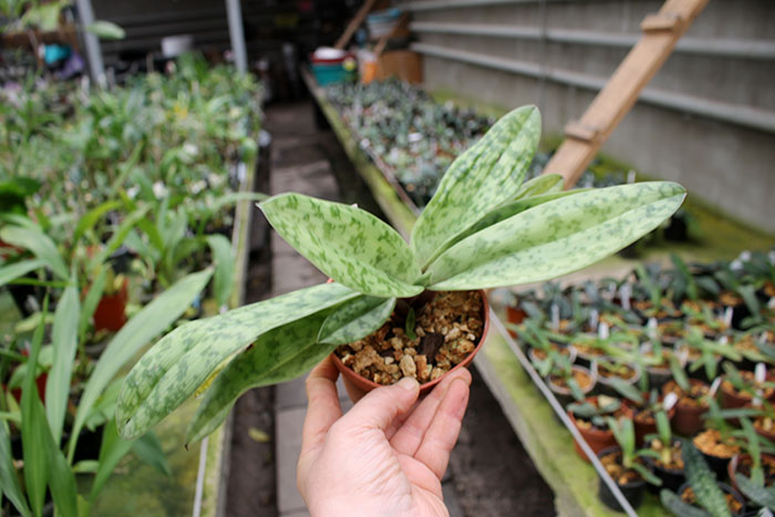 Paphiopedilum Hung Sheng Flame x Hung Sheng Ruby.jpg
