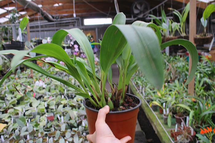 Maxillaria grandiflora.jpg