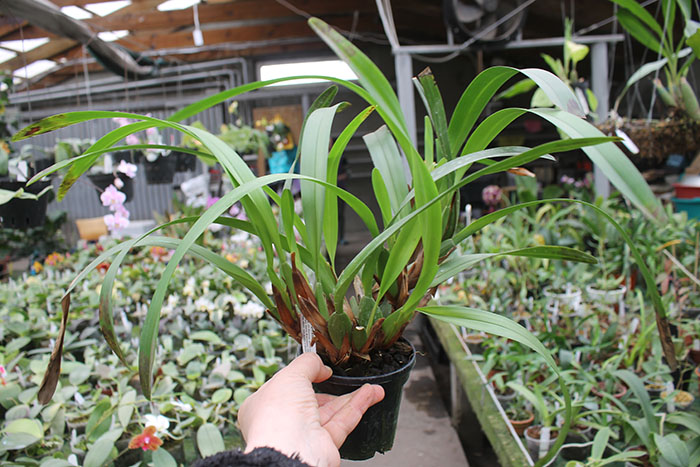 Camaridium densum.jpg