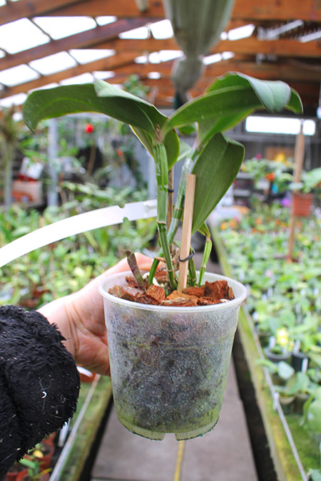 Cattleya schilleriana 'Água Surda' x Cattleya Daphne 'Bordeaux'.jpg