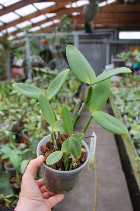 Cattleya loddigesii alba 'Rina Graciano Brizola' x Cattleya loddigesii alba 'HI'.jpg