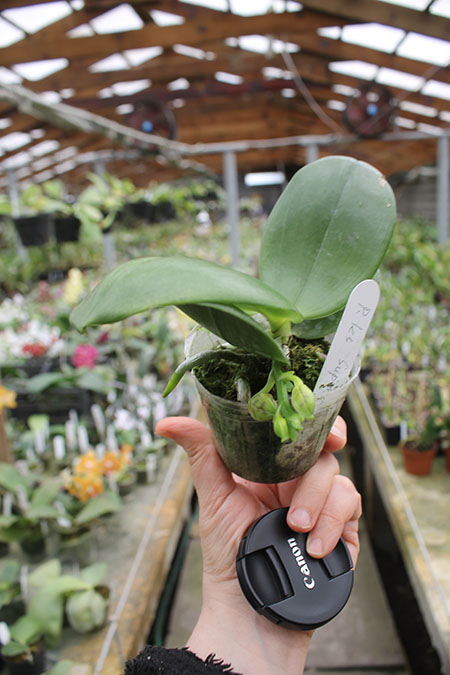 Phalaenopsis KS Super Zebra.jpg