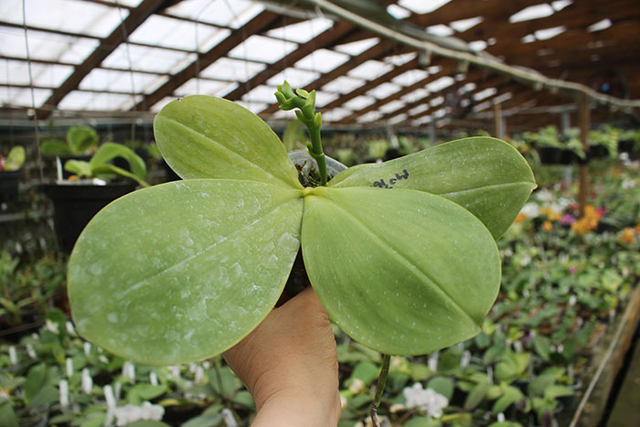 Phalaenopsis Ld's Bear King 'Snake Eye'.jpg