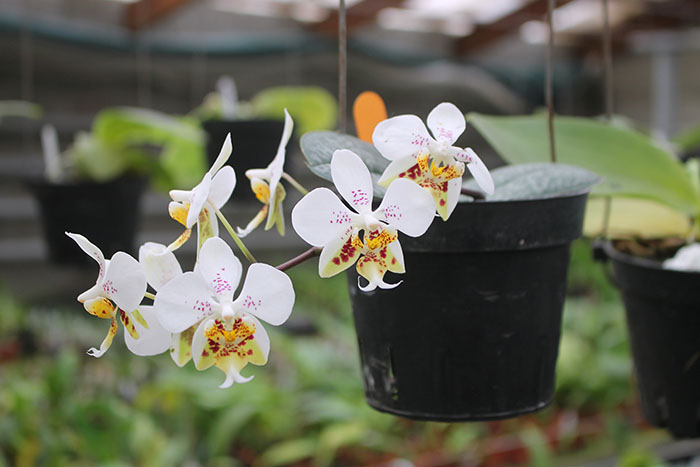 Phalaenopsis stuartiana 'Sogo'.jpg