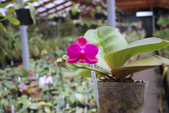 Phalaenopsis Mituo Sun 'Mituo #1' x Ld's Bear King 'YK-14'.jpg