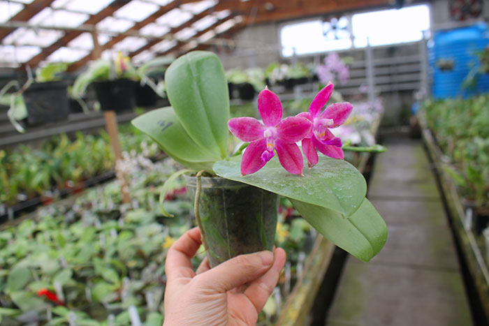 Phalaenopsis speciosa x Mituo Prince 'Bb'.jpg