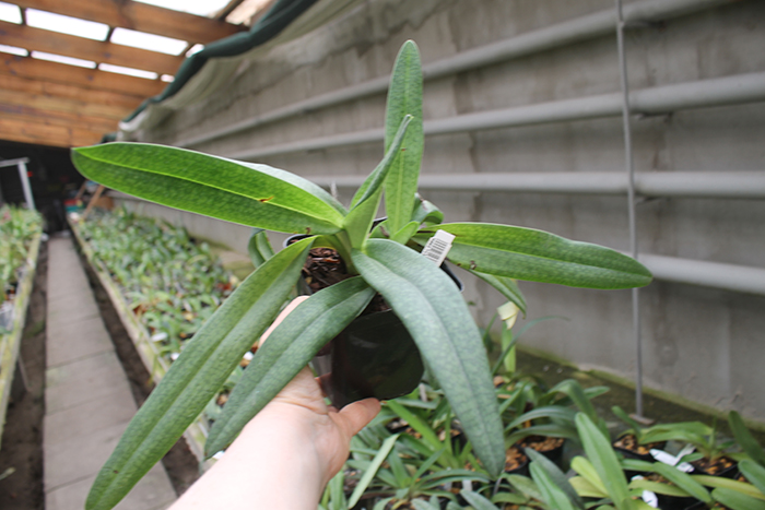 Paphiopedilum Delrosi.jpg
