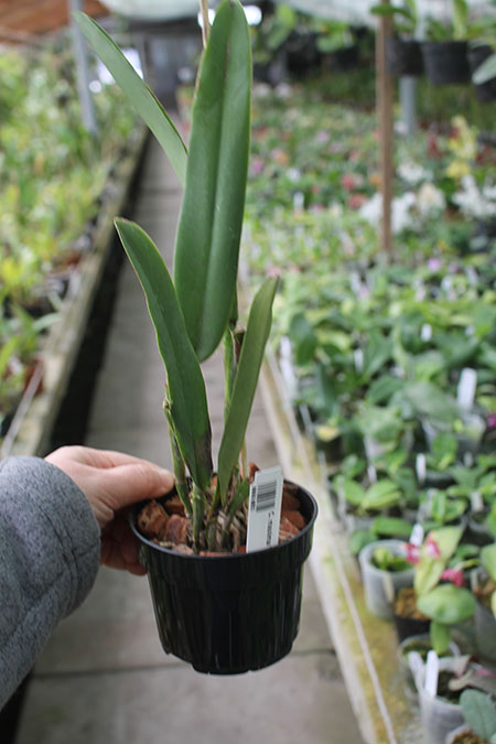 Cattleya maxima 'Light Pink'.jpg