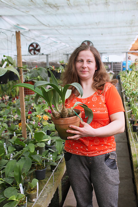 Inobulbum munificum.jpg