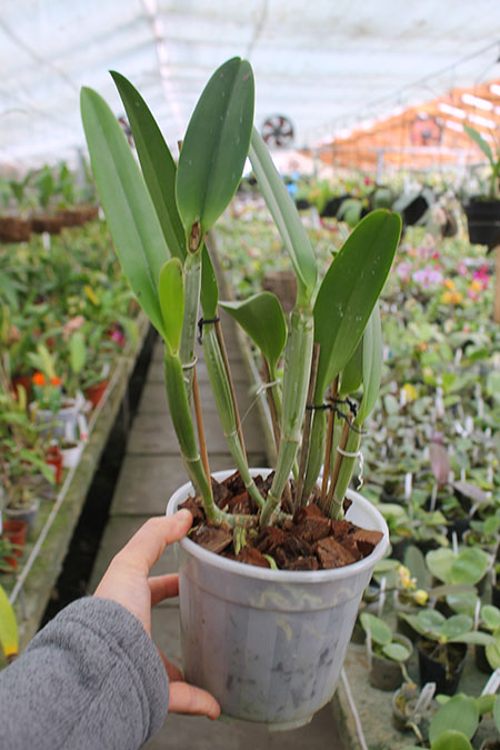 Cattleya lueddemanniana tipo 'Royal Flash' x Cattleya lueddemanniana tipo 'Drago'.jpg
