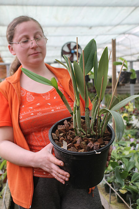 Cattleya lueddemanniana escura x Cattleya lueddemanniana 'Labelo Dourado'.jpg