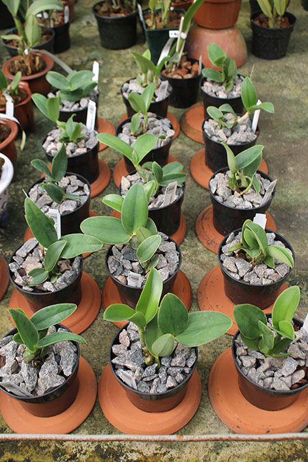 Cattleya nobilior.jpg