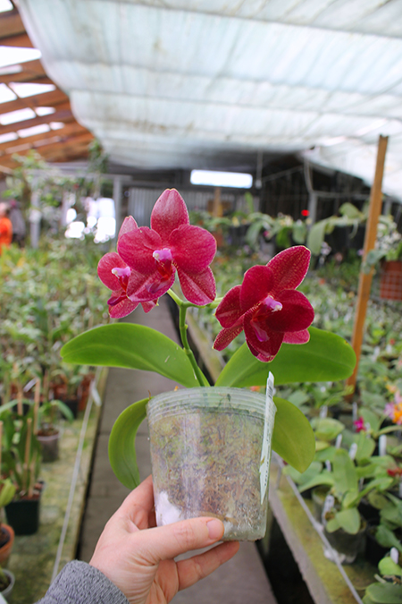 Phalaenopsis Mituo Sun 'Mituo #1' x Ld's Bear King 'RK-1'.jpg