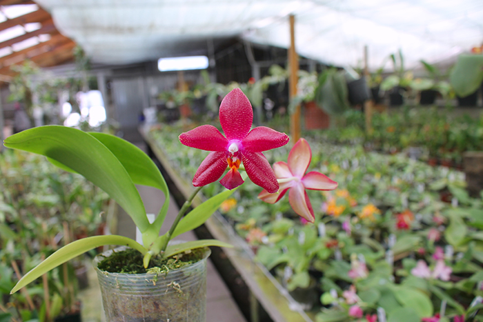 Phalaenopsis Mituo Sun 'Mituo #1' x Ld's Bear King 'RK-1'.jpg