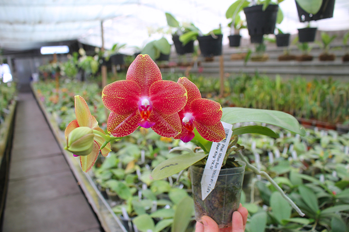 Phalaenopsis Mituo Sun 'Mituo #1' x Ld's Bear King 'YK-10'.jpg