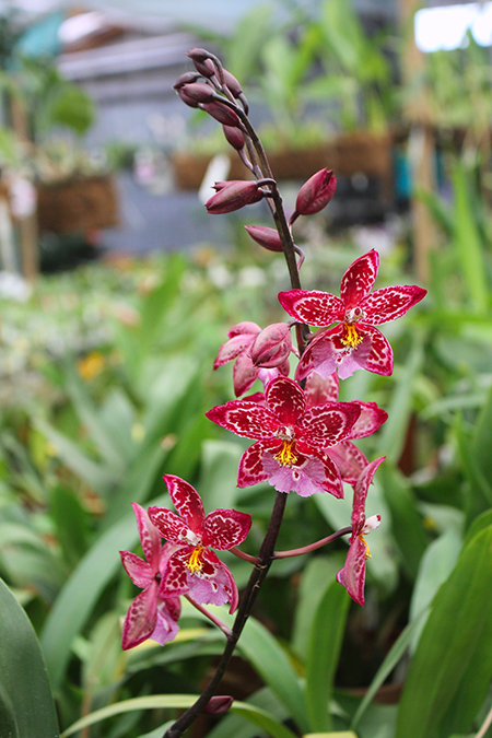 Vuylstekeara Yokara 'Perfection' x Oncidium leucochillum.jpg