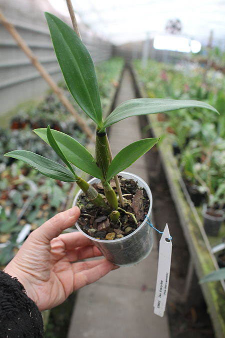 Dendrobium Sherry Abe (Peter Shen x spectabile).jpg