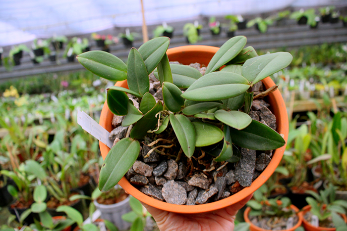Cattleya schilleriana (Aurea Carmelo x Chocolate).jpg
