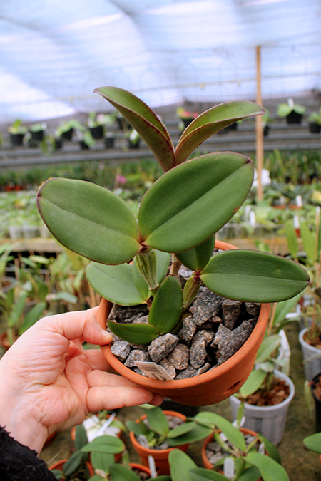 Cattleya schilleriana 'Chapeu' x 'Guarapari'.jpg
