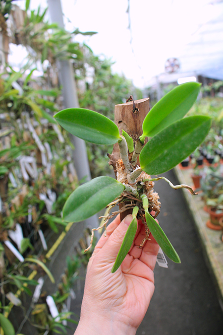 Laelia pumila rubra 'Charme da Morada' x self.jpg