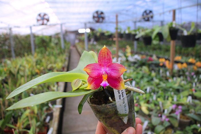 Phalaenopsis LD's Bear King 'YK-14' x Miro Super Star.jpg