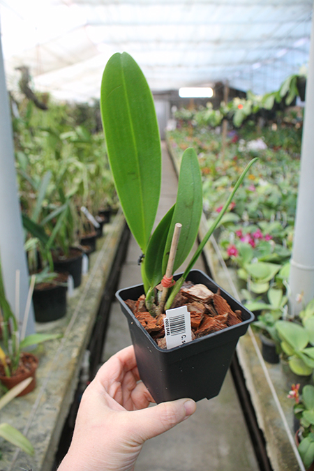 Cattleya schroederae 'Popayan' x self.jpg