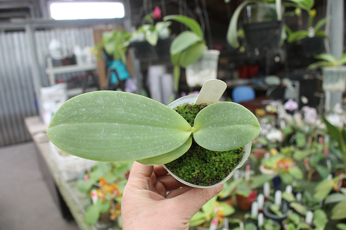 Phalaenopsis Yin’s Cricket x Chang Maw Evergreen.jpg