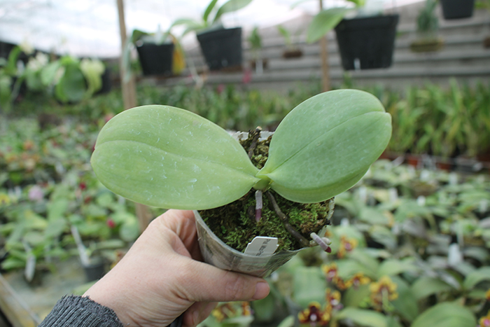 Phalaenopsis Mituo Prince x LD Emerald Bear.jpg