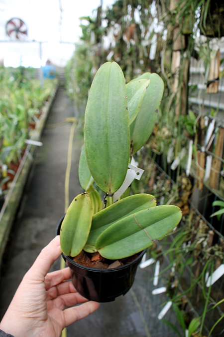 Cattleya warneri amesiana 'Mem Pedro Schaffel'.jpg