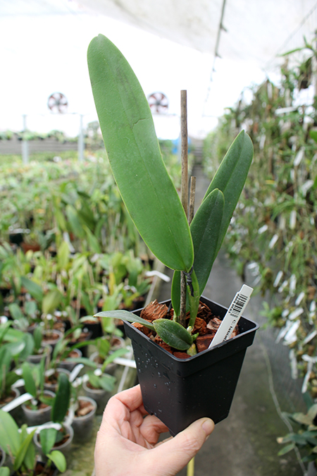Cattleya labiata semi-alba.jpg