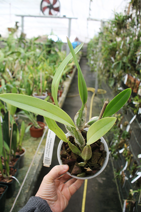 Laelia anceps lineatha x Laelia anceps pelorica 'Roeblingiana'.jpg