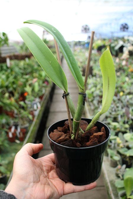 Cattleya lueddemanniana coerulea splash 'Bela' x SELF.jpg