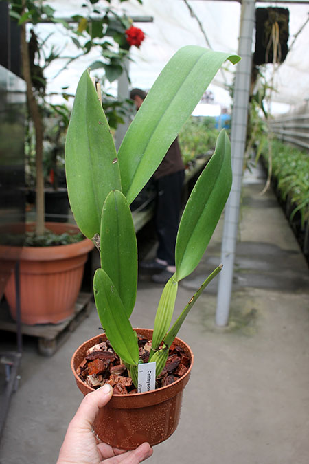 Cattleya dowiana var aurea.jpg