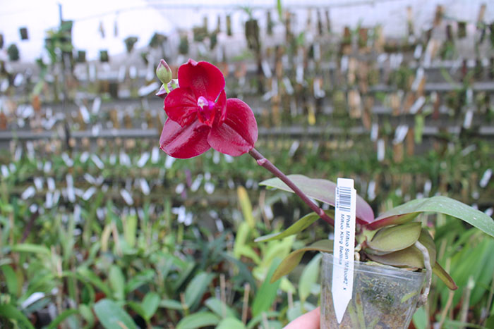 Phalaenopsis Mituo Sun 'Mituo#2' x Mituo King Bellina.jpg