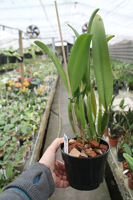 Brassolaeliocattleya Chrissy Compton 'Mary Piazza'.jpg