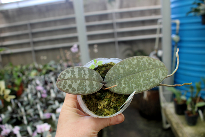 Phalaenopsis schilleriana Mainshow.jpg