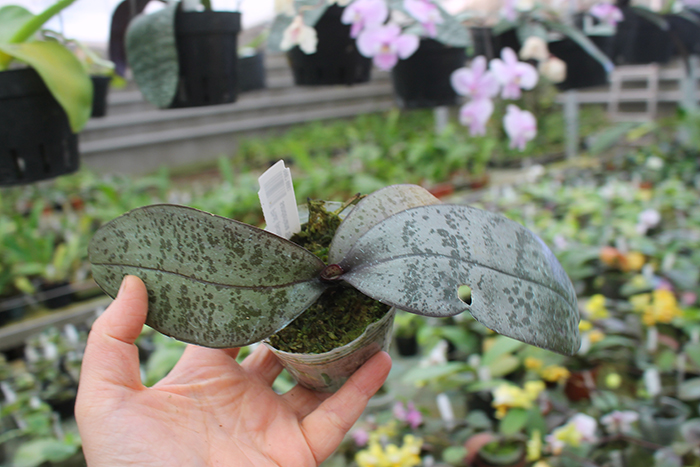 Phalaenopsis schilleriana F535 'Dark Pink Dream'.jpg